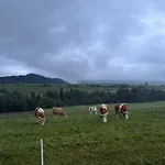 Agroturystyczne Papiernia * Niedźwiedź